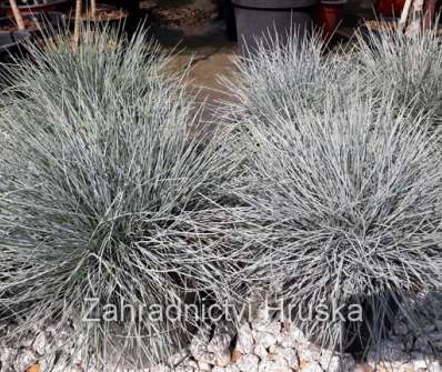 kostřava - Festuca glauca 'Compact Blue'