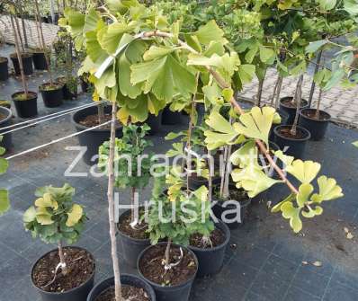 jinan - Ginkgo biloba 'Pendula'