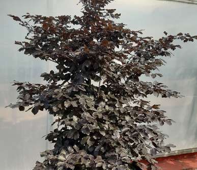 buk - Fagus sylvatica 'Purpurea Nana'