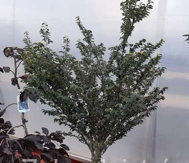 buk - Fagus sylvatica 'Felderbach'