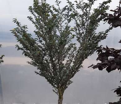 buk - Fagus sylvatica 'Felderbach'