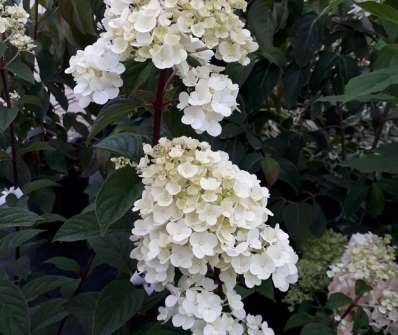 hortenzie - Hydrangea paniculata 'Sundae Fraise'