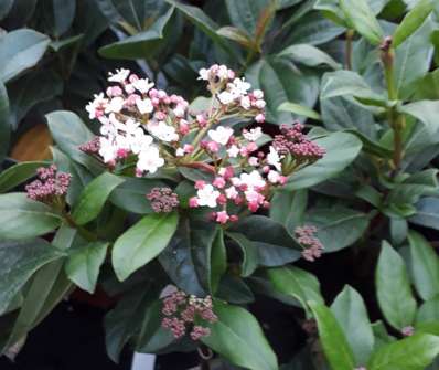 kalina - Viburnum tinus 'Gwenllian'