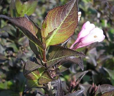 vajgélie - Weigela florida 'Purpurea'