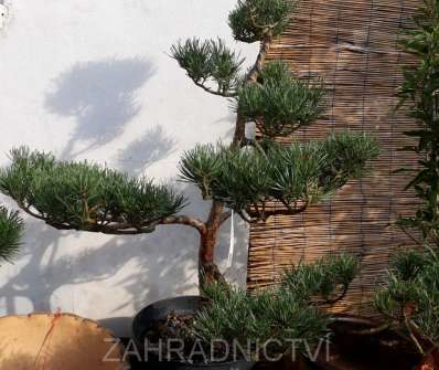 borovice bonsai
