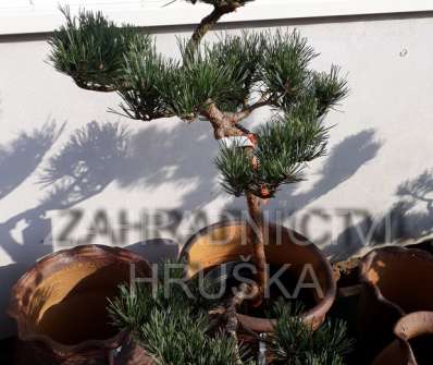 borovice bonsai