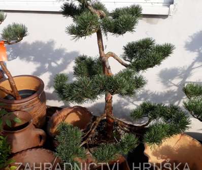 borovice bonsai