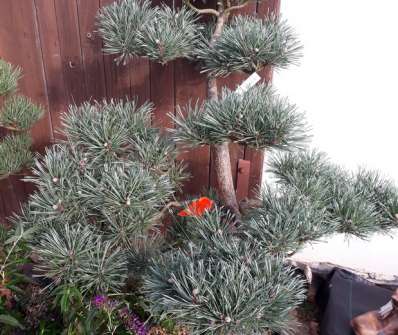 borovice bonsai