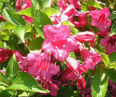 vajgélie - Weigela florida 'Eva Rathke'