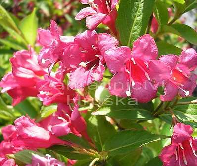 vajgélie - Weigela florida 'Eva Rathke'