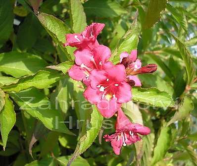 vajgélie - Weigela florida 'Eva Rathke'