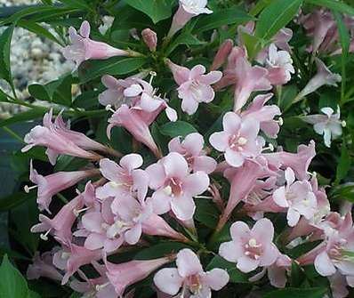 vajgélie - Weigela florida 'Piccolo'