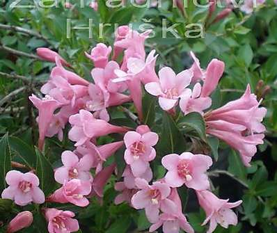 vajgélie - Weigela florida 'Piccolo'