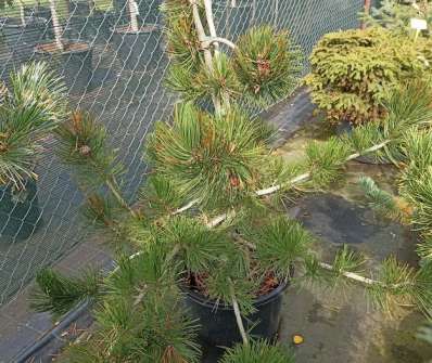 Borovice - Pinus nigra 'Satelit'