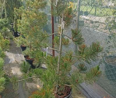 Borovice - Pinus nigra 'Satelit'