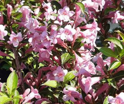 vajgélie - Weigela florida 'Pink Poppet'