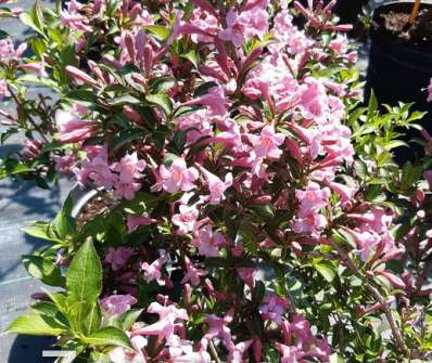 vajgélie - Weigela florida 'Pink Poppet'