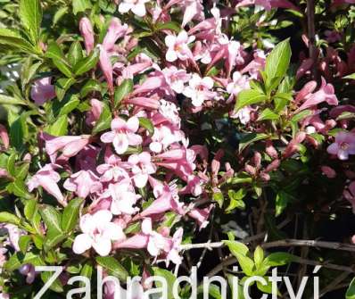 vajgélie - Weigela florida 'Pink Poppet'