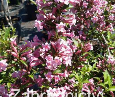 vajgélie - Weigela florida 'Pink Poppet'