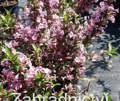 vajgélie - Weigela florida 'Pink Poppet'