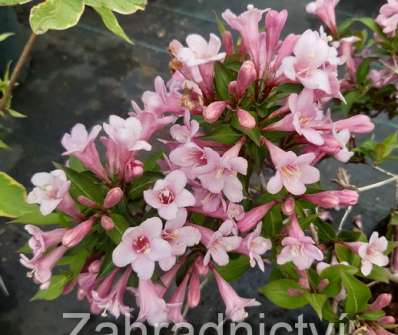 vajgélie - Weigela florida 'Pink Poppet'