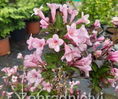 vajgélie - Weigela florida 'Pink Poppet'