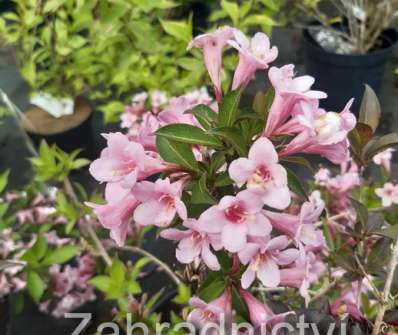 vajgélie - Weigela florida 'Pink Poppet'