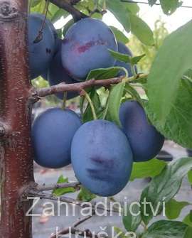 Švestka Fruco