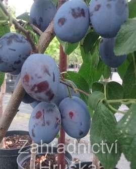 Švestka Fruco