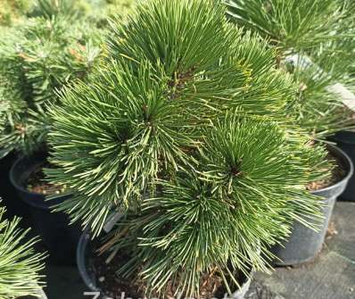 Borovice - Pinus leucodermis 'Dimitra'
