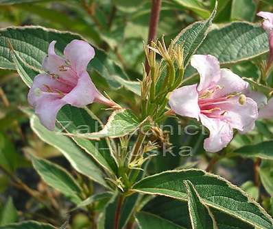 vajgélie - Weigela hybrida 'Splendit'