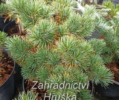 Borovice - Pinus parviflora 'Heliet'