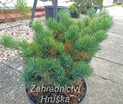 Borovice - Pinus parviflora 'Heliet'