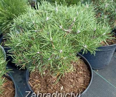 Borovice - Pinus uncinata 'Nova'