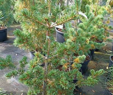 Borovice - Pinus parviflora 'Jim Gros'