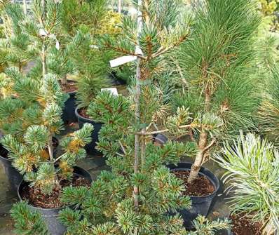 Borovice - Pinus parviflora 'Jim Gros'