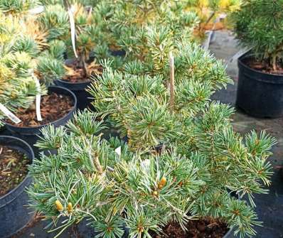 Borovice - Pinus parviflora 'Jim Gros'
