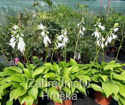bohyška - Hosta