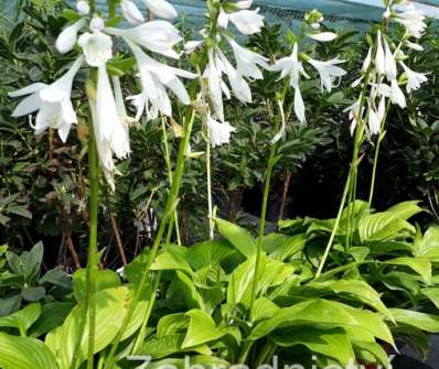 bohyška - Hosta