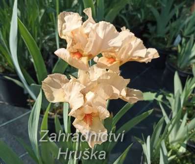 Iris barbata - elatior Apricot Silk