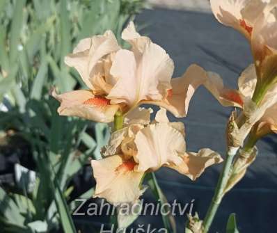 Iris barbata - elatior Apricot Silk