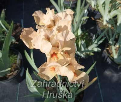 Iris barbata - elatior Apricot Silk