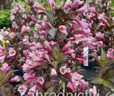 vajgélie - Weigela florida 'Victoria'