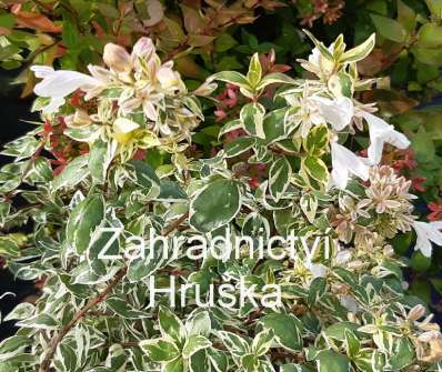 abélie - Abelia grandiflora 'Sparking Silver'