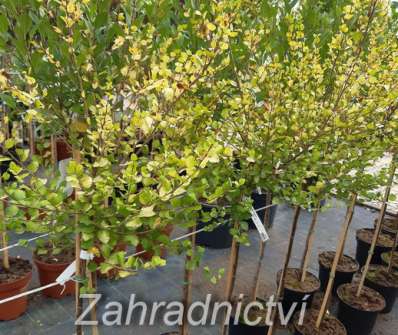 bříza - Betula nana 'Golden Treasure'