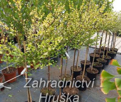 bříza - Betula nana 'Golden Treasure'