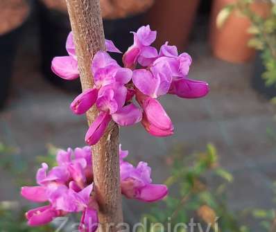 zmarlika - Cercis chinensis Avondale