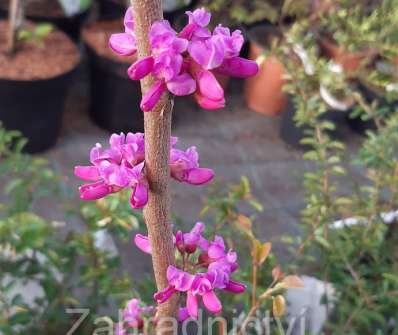 zmarlika - Cercis chinensis Avondale