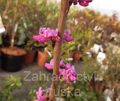 zmarlika - Cercis chinensis Avondale