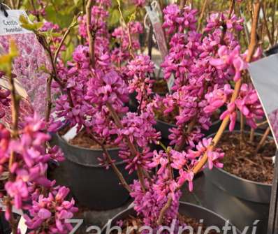 zmarlika - Cercis chinensis 'Avondale'